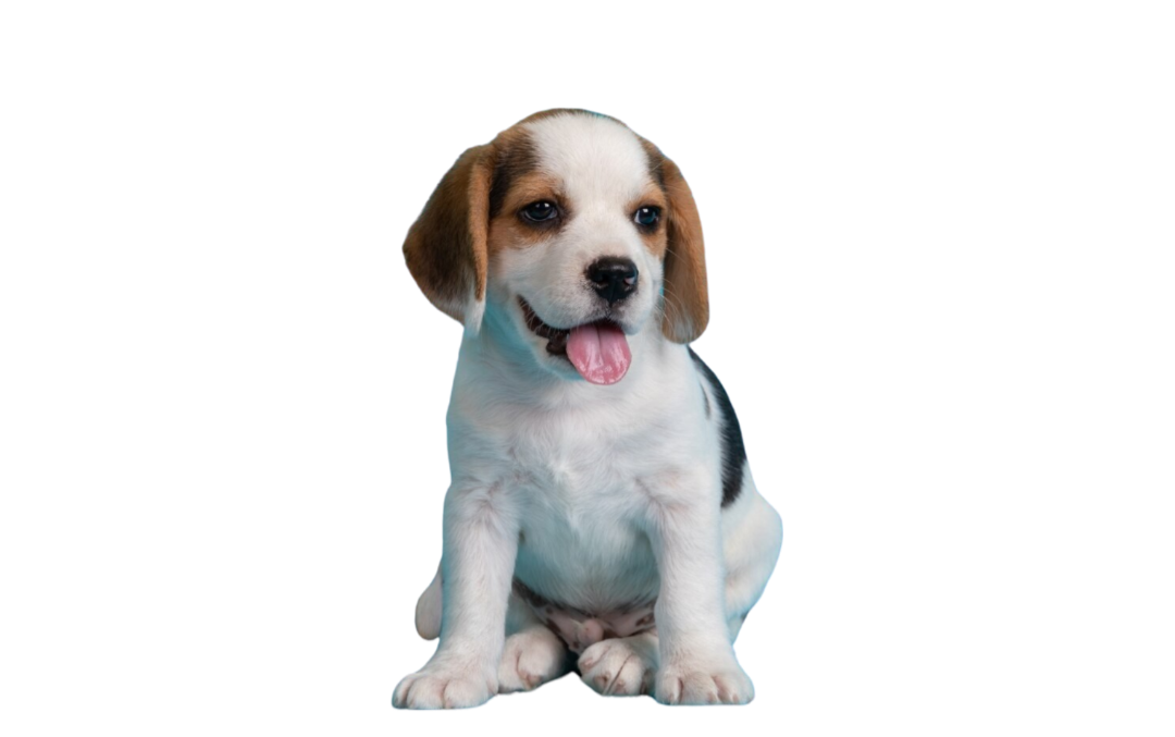 Puppy